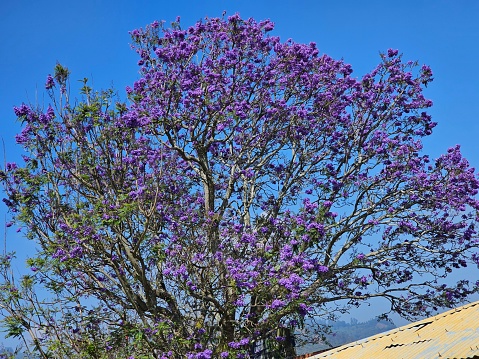Jacaranda mimosifolia is a sub-tropical tree native to south-central South America that has been widely planted elsewhere because of its attractive and long-lasting violet-colored flowers. It is also known as the jacaranda, blue jacaranda, black poui, Nupur or fern tree.