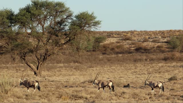 Herd Of Gemsbok Walking Past Resting Cheetah, Kgalagadi, Wide Shot