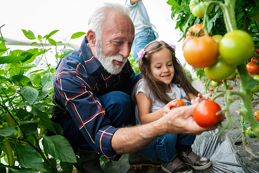 Family working with tomato together in greenhouse. Portrait of grandfather,daughter and granddaughter while working in multigenerational family garden.