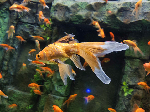 Goldfish swimming in clear aquarium water with a rocky backdrop and multiple fish in the background.