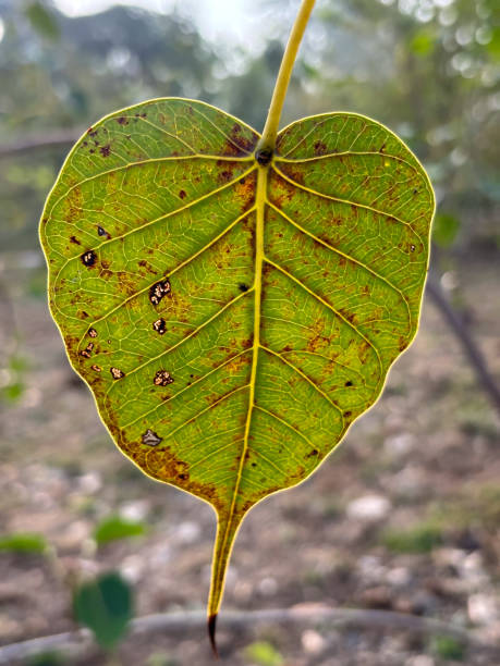 una sola hoja en forma de corazón que cuelga de una rama con - botany bright brown heart shape fotografías e imágenes de stock