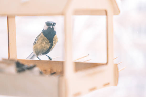 Little great tit in the bird house, while its snowing.