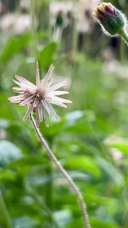 The white daisies were fading, their petals falling to the ground