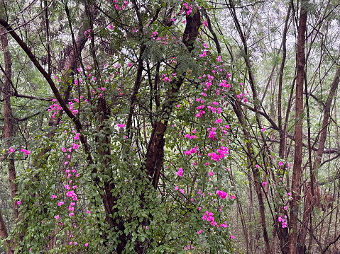 Vibrant pink flowers blooming on a tree in a lush green forest on a misty day.