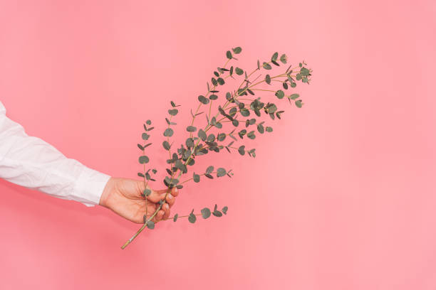 istock Female hand holding eucalyptus branch against pink background 2042911281