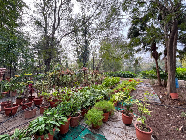 Tranquil garden nursery with an array of potted plants and lush greenery, showcasing a serene outdoor setting.