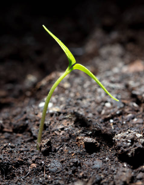 istock A tomato comes from a seed in the ground in the spring. Macro 2042927846