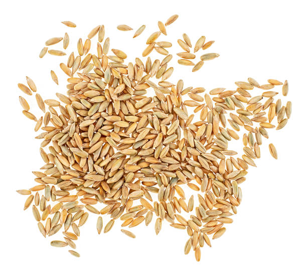 istock Raw rye grains isolated on a white background, top view. Healthy grains and cereals. Rye kernels. 2042931078