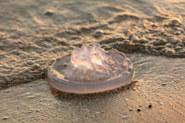 Closeup of a Pelagia noctiluca in the waters of Sicily