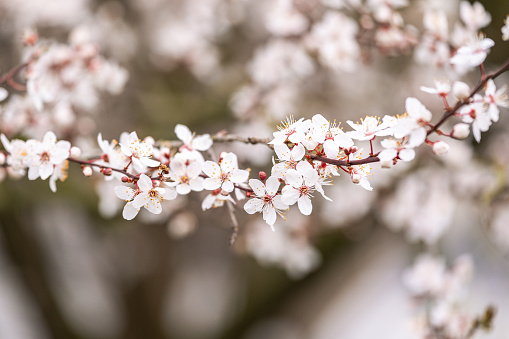 Cherry blossoms