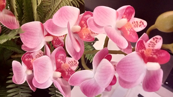 Pink Orchids symbolize femininity, affection and health