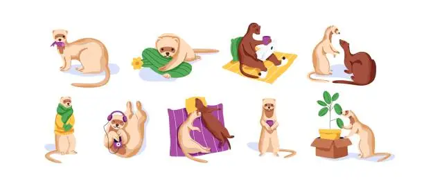 Vector illustration of Funny ferret set. Cute weasel in clothes listens to music, relaxing. Fluffy mink eats fish, cares about houseplant. Polecat couple rests. Amusing pets fun. Flat isolated vector illustration no white