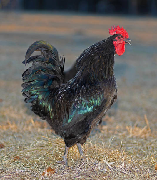 istock Colorful Australorp chicken rooster crowing 2042954931