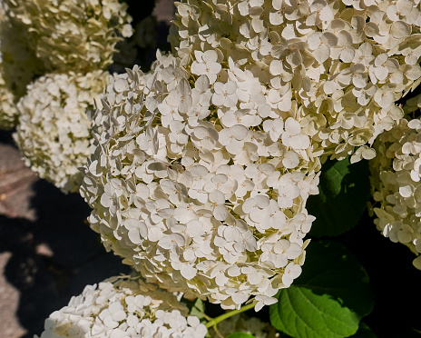 Natural background with cream hydrangea inflorescences, close up.
