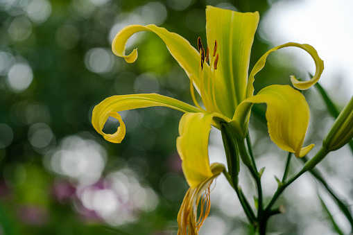 Yellow Lily flower with trees and bokeh in the background.