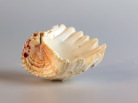 Shell of a large sea mollusk Tridacna gigas on a white background