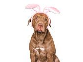 Lovable, pretty brown dog and bunny ears