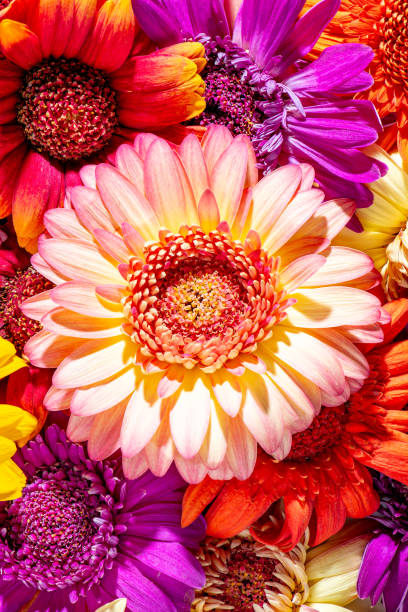 istock Coral gerbera flower with pink petals against 2042983477