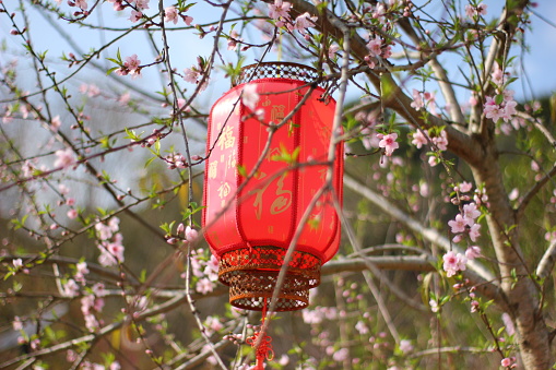 A stone lantern with a lake and a bloomed cherry tree in the background. 