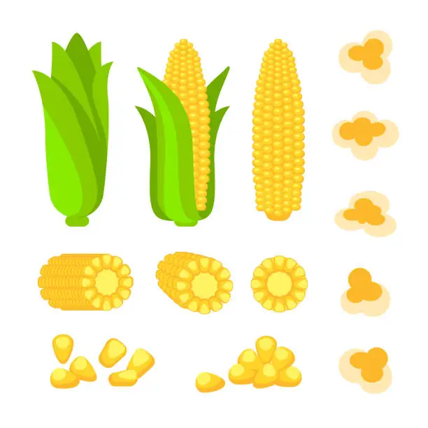 Vector illustration of Cartoon corn. Fresh organic vegetable. Vector illustration