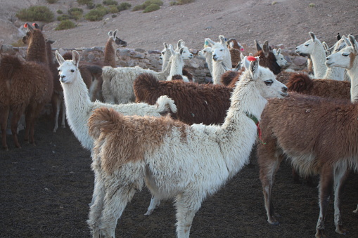 Fields with animals and crops