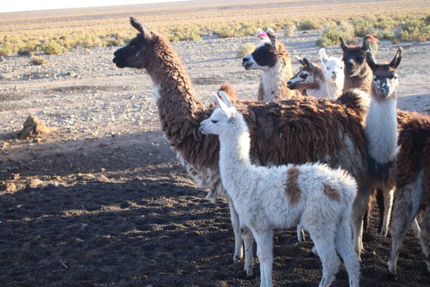 istock Fields with animals and crops in northwest Argentina 2043008814