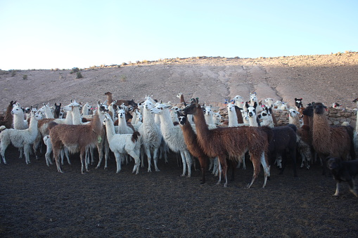 Herd of Alpacas (Vicugna pacos) in front of the summit of Chimborazo volcano in the Andes of Ecuador. With a peak elevation of 6310 m, Chimborazo is the highest mountain in Ecuador and it isthe highest peak near the equator.