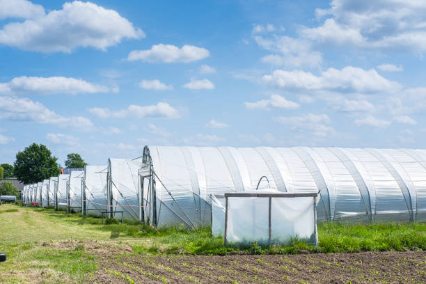 New greenhouses with blue sky