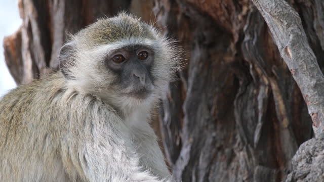 Vervet Monkey On A Tree Looking At Camera. Old World Monkey In South Africa. closeup shot