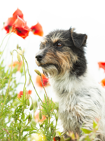 Cute small Jack Russell Terrier dog in a beautiful blooming poppy meadow in summer