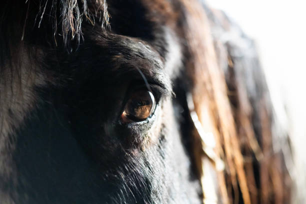 istock Close up of a bay horse's eye 2043021141