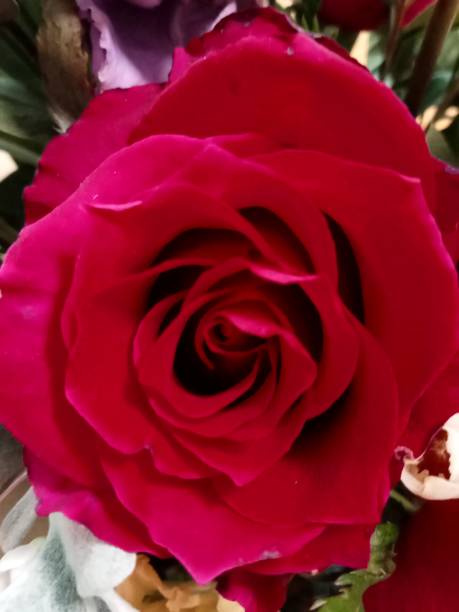 istock The rose petals are red and the stems have sharp thorns. 2043027475