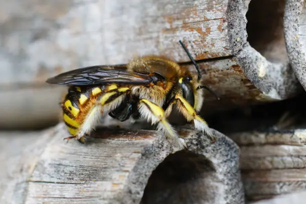 Natural dorsal closeup on a female European wool carder bee, Anthidium manicatum at hte bee-hotel
