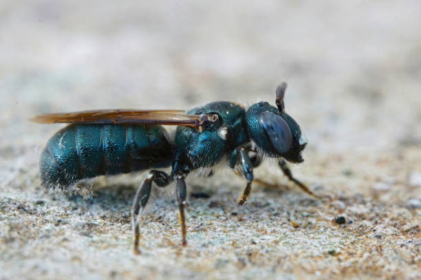 Detailed closeup on a quite large mediterranean small carpenter bee, Ceratina chalcites