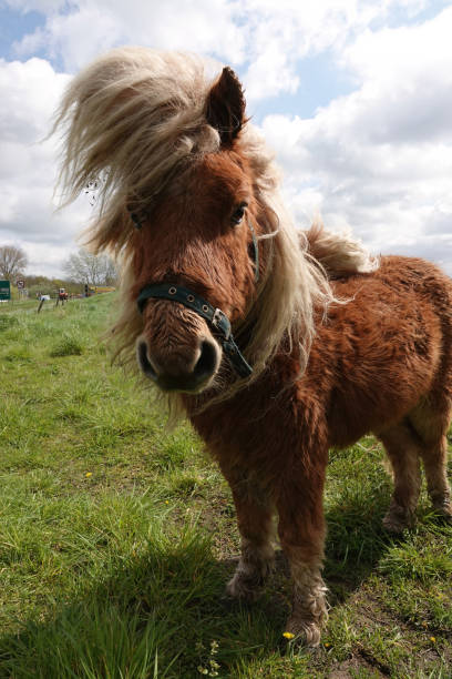 istock Vertical closeup on a small hairy pony in it's winter-coat with long manes 2043029055