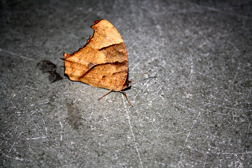 Common evening brown (Melanitis leda), is a common species of butterfly found flying at dusk. Its flight is erratic. They are found in Africa, South Asia, and South-east Asia extending to parts of Australia. It has a wide range of variation in the underside coloration and patterning, and exhibits pronounced seasonal dimorphism. Wet season morph is pale brown with numerous dark striations and prominent ocelli. In dry season morph the ocelli are greatly reduced or may be entirely absent, and the ground colour varies from grey to light brown, mottled with tiny dark dots.