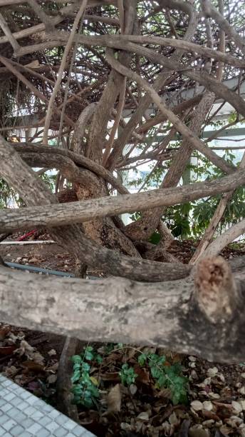 istock The branches of this tree and completely interwoven. It would be a difficult task to untangle them 2043030110