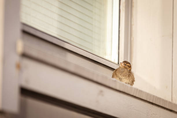 Sparrow bird is standing on the outside of home.