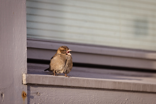Bird on a gutter, sparrow with blade of grass in its beak, male house sparrow on a gutter, white neutral background