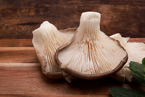 Pleurotus ostreatus, the oyster mushroom, oyster fungus, hiratake, or pearl oyster mushroom