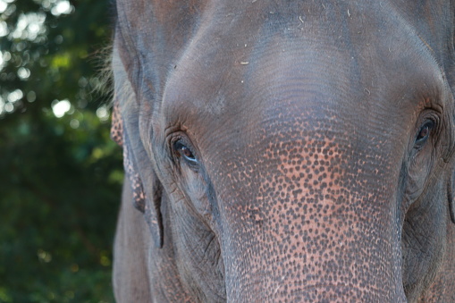 Side view of a large African elephant bull in the bush area of the Kruger National Park in South Africa