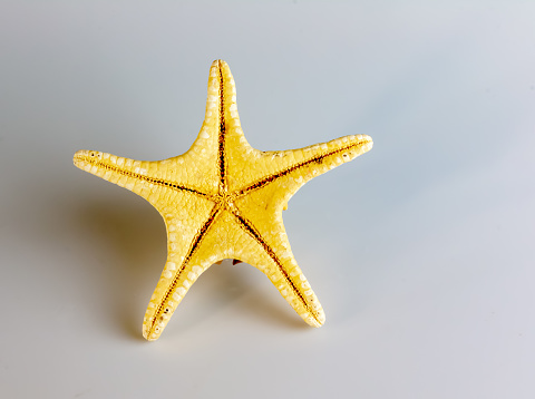 Starfish Echinaster echinophorus Knobby Starfish on a white background. Natural starfish.