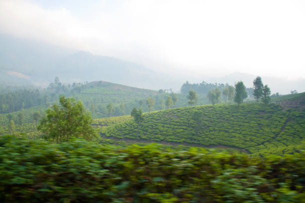View of the beautiful tea plantation hills of Munnar, India
