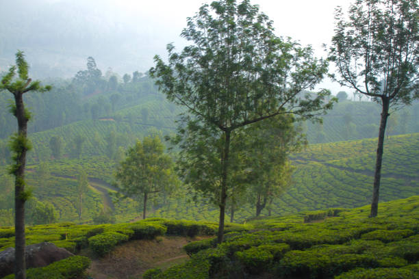 istock Tea plantation in Munnar, India 2043044456