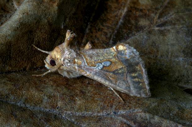 istock GOLDEN TWIN-SPOT moth (Chrysodeixis chalcites) 2043052067