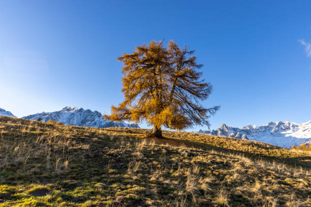 Valtellina, the lone larch of the Granda alp in autumn.