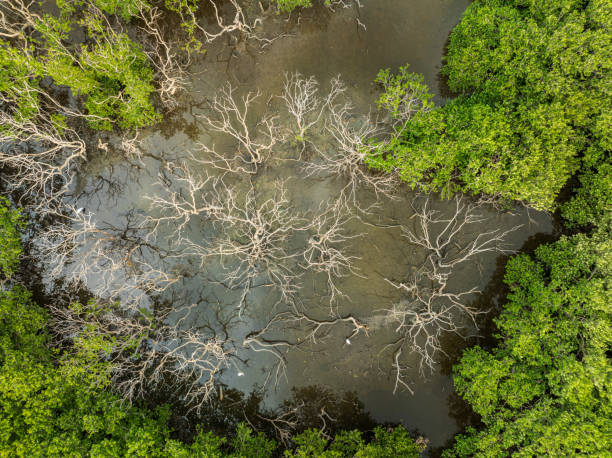 Drone view  dried mangrove tree in middle mangrove forest in Cam Ranh bay - Khanh Hoa province, central Vietnam