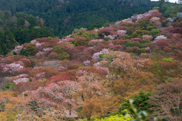 istock Cherry blossom carpet at Mt. Yoshino 2043053836