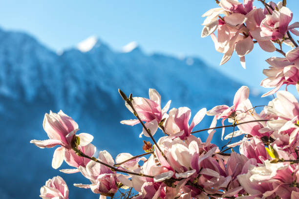 Valtellina, magnolia in bloom contrasts with the snow-capped peaks of the Valtellina Orobie Alps