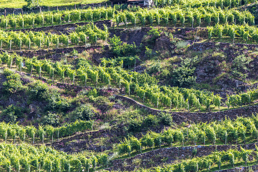 Rhaetian Alps, vineyards in Valtellina